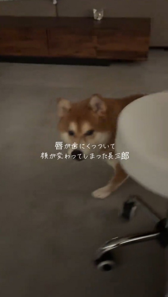 飼い主の方へ駆けてくる犬