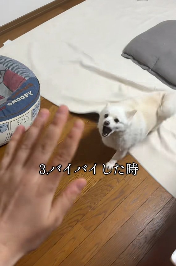 バイバイに怒るベラちゃん