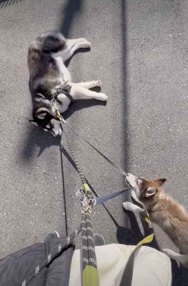 微動だにしない兄