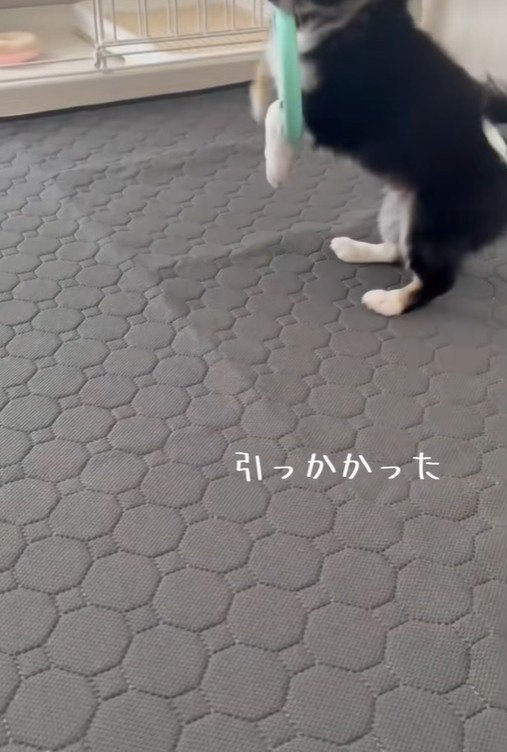 必死に引っ張るむぎ君