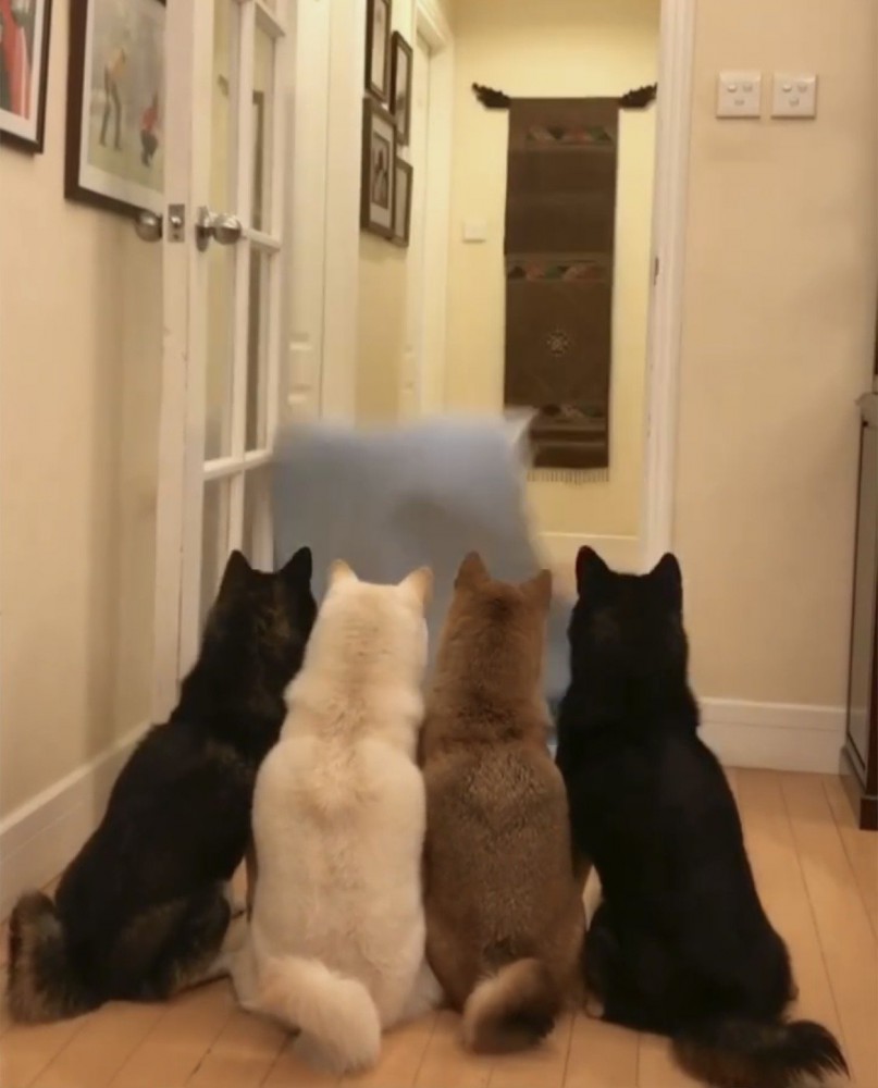 床へ落ちる布を見つめる4匹の犬