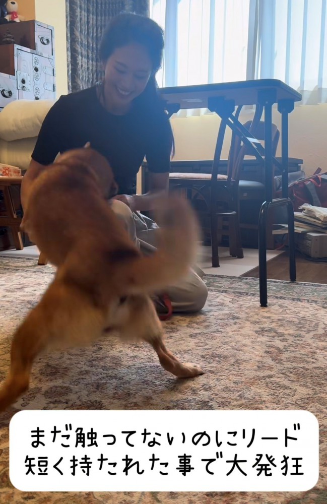 リードを短く持たれて飛びかかる犬