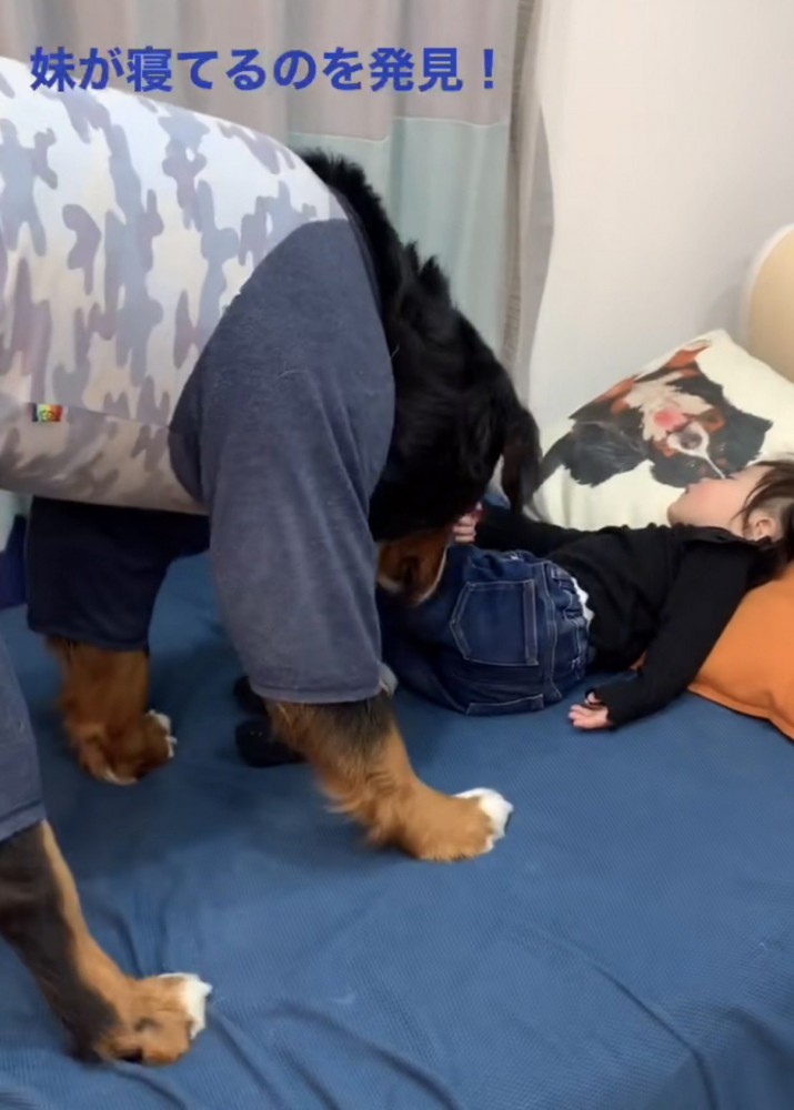 寝ている女の子に近づいて女の子を嗅ぐ大型犬