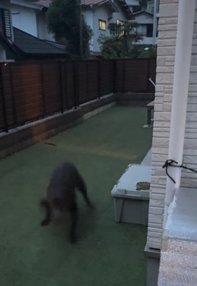 かけ出す大型犬