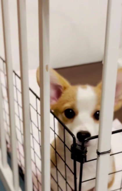 子犬期のチルちゃんは…