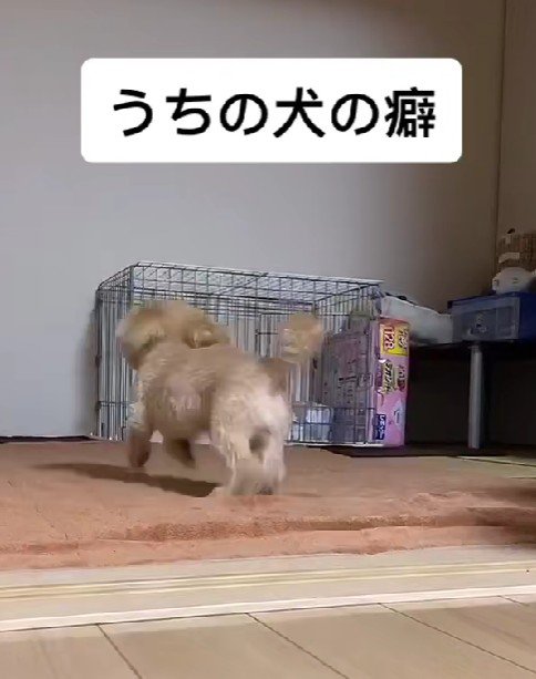 急いでケージの中へ！！