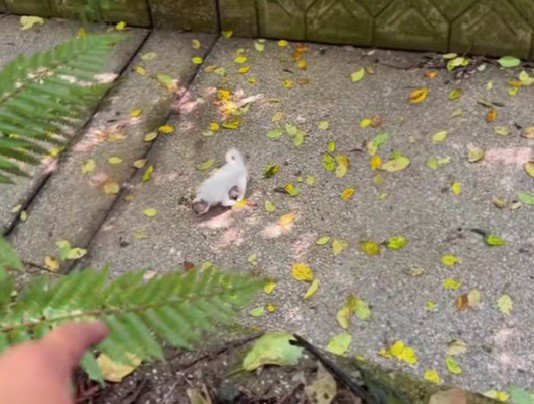 山でヘビを探していたら…