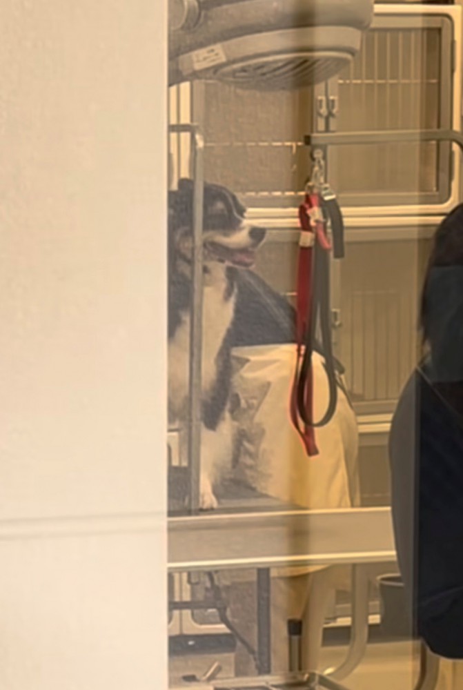 トリミング中の犬