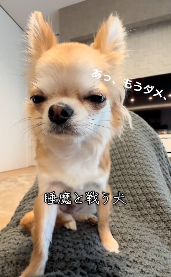 眠すぎるチャイちゃん