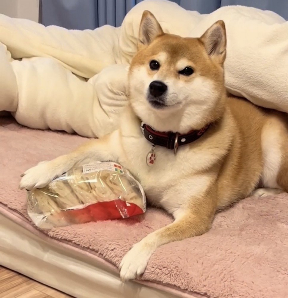 冷凍うどんに前足を乗せる犬