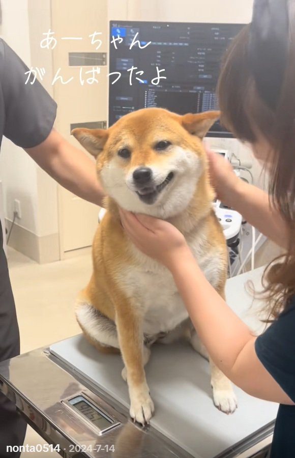 先生にも撫でられるあーちゃん