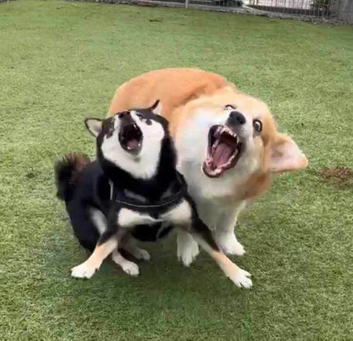 全力で遊んだら、すごいお顔に！