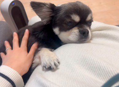 横になっている女性のお腹にあごを乗せる犬