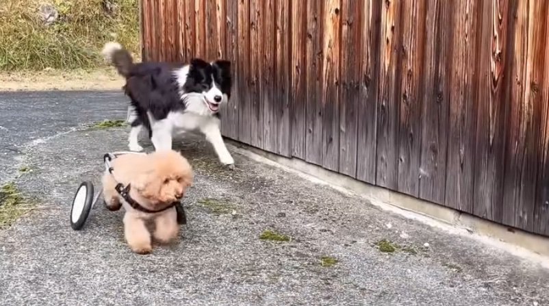 車椅子でお散歩