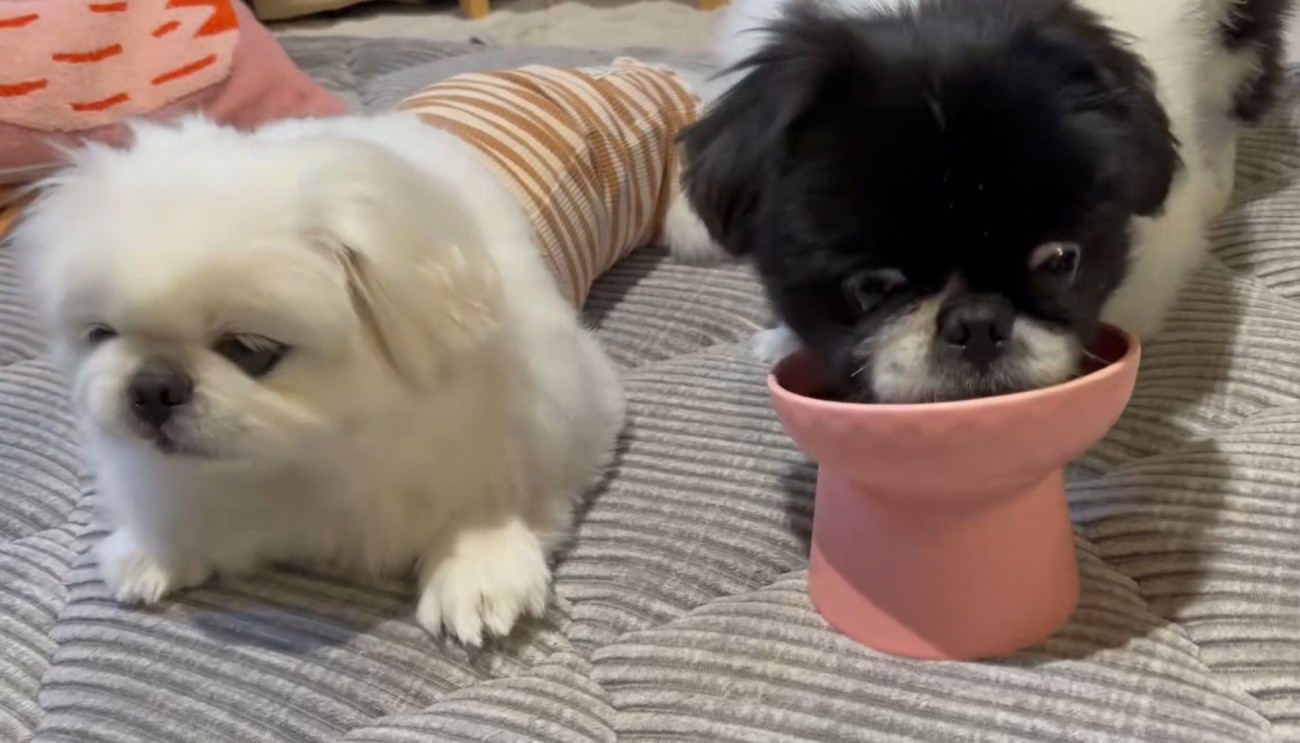 はんちゃんが先に完食