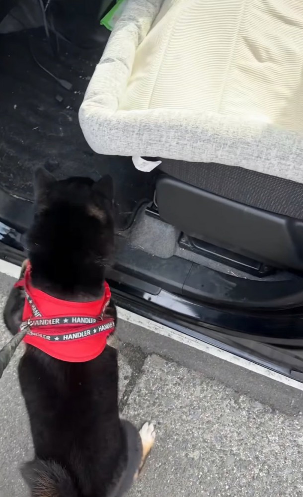 車を見つめる柴犬