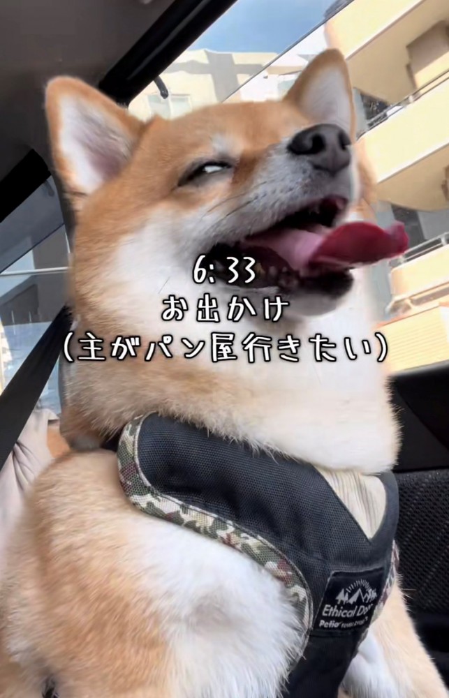 車に乗って満足そうな表情の犬