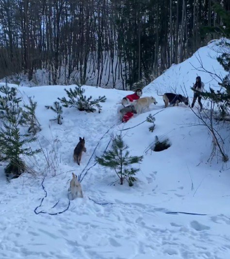広い敷地でのびのび運動