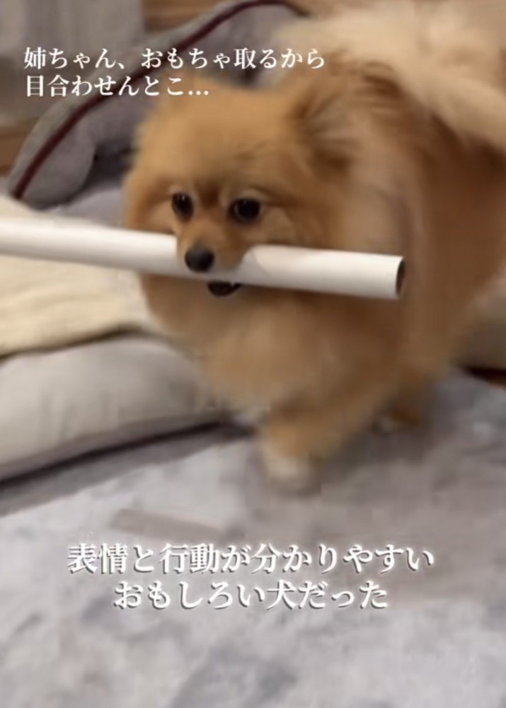 筒を咥えて歩くポメラニアン