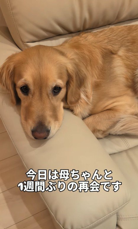 まるちゃんとママさんの再会