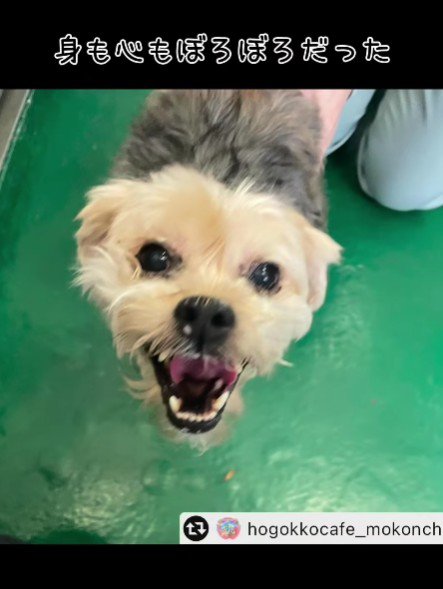 保護当時のまるるちゃん