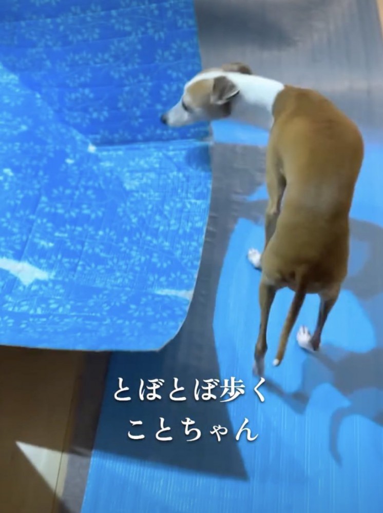 「おにーさん…どうして…」