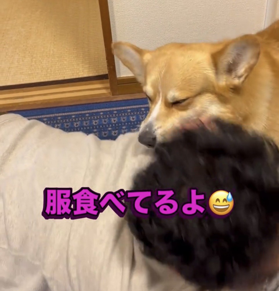 服に顔を押しつける犬