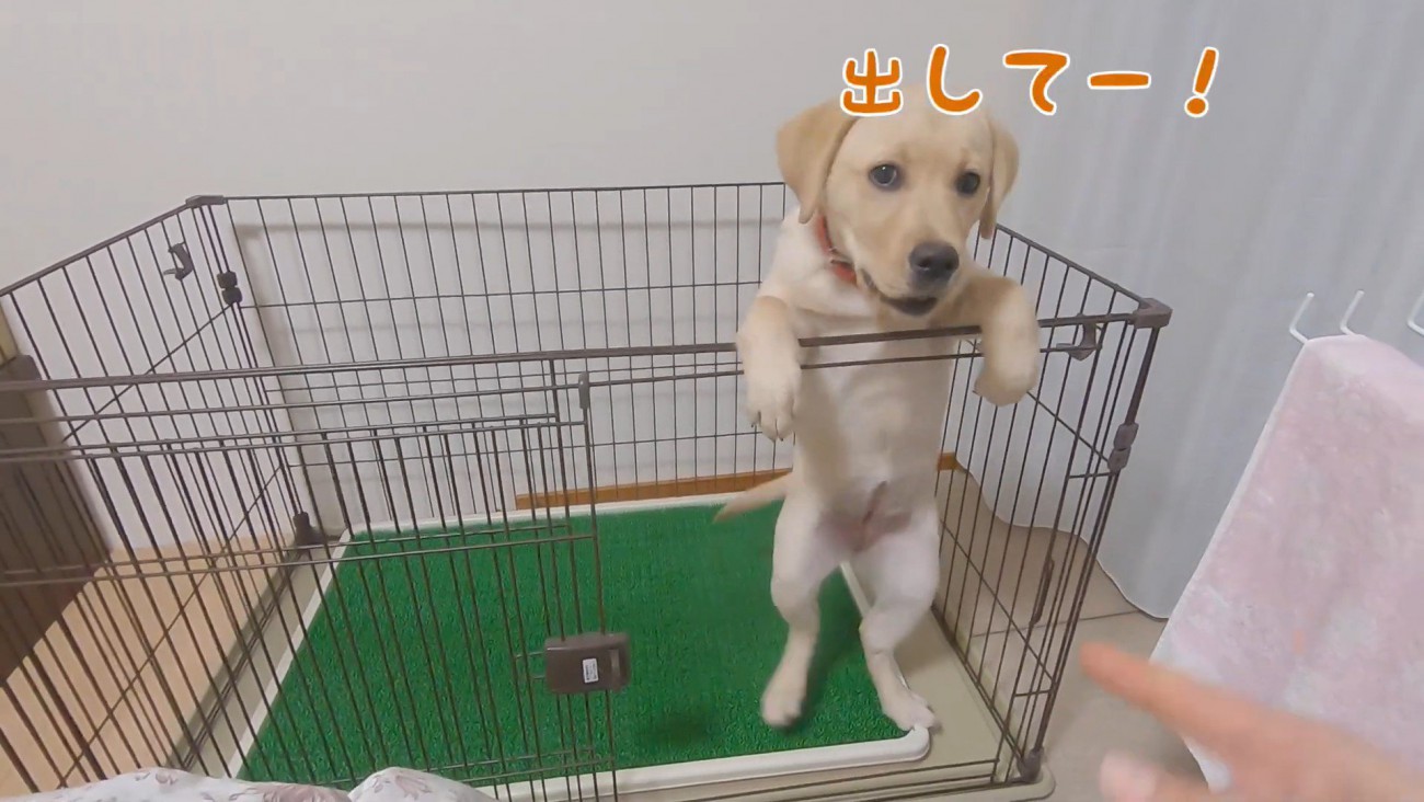 必死にアピール！