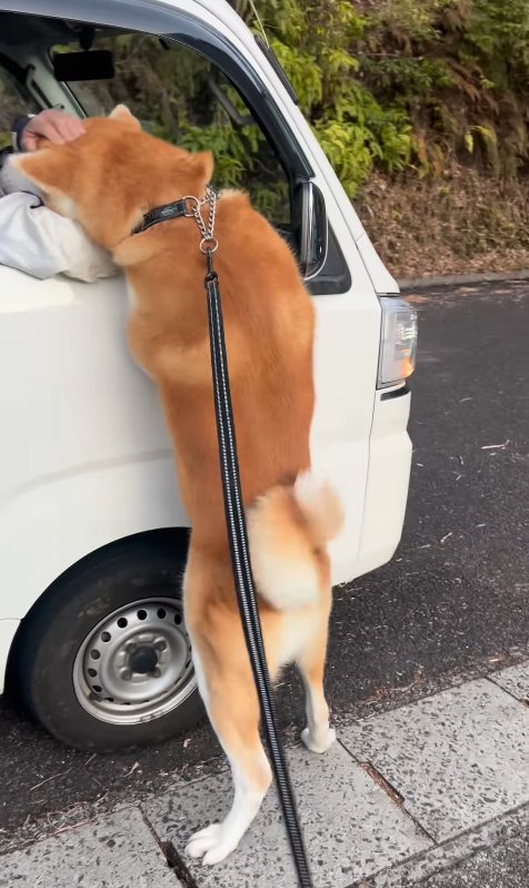 甘える秋田犬