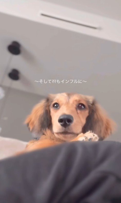 パパとママに寄り添うビッシュちゃん4