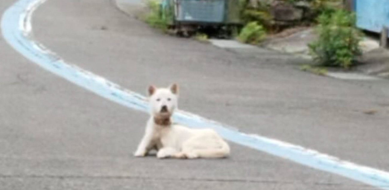 県道に座り込む犬