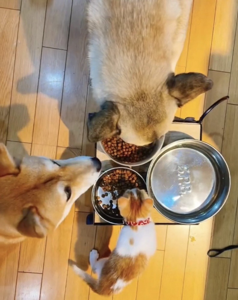 並んでごはんを食べる犬と子猫