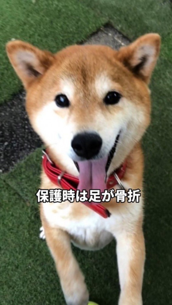 笑顔でカメラを見つめる犬