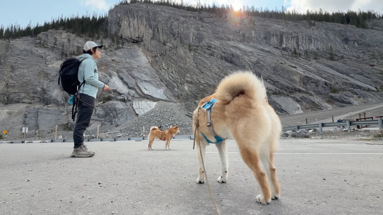 山の麓で待機する2頭の犬