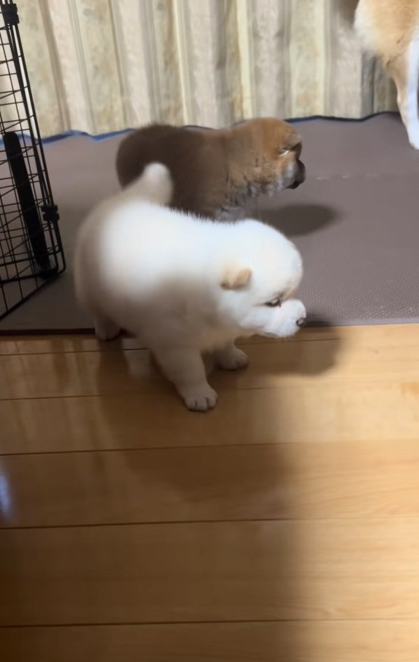 2匹の赤ちゃん柴犬
