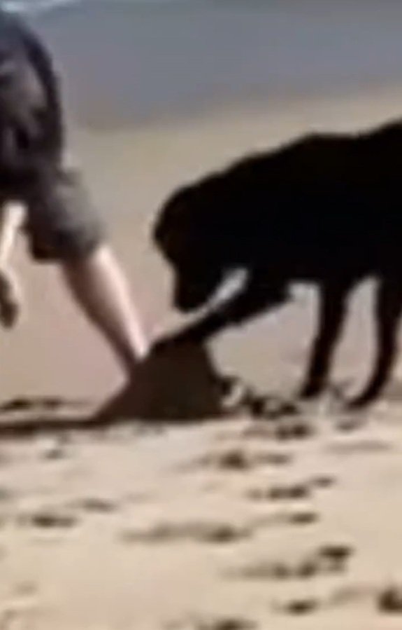 アップのロコくん