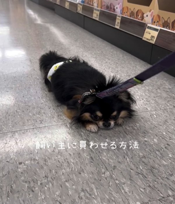 うつぶせの犬