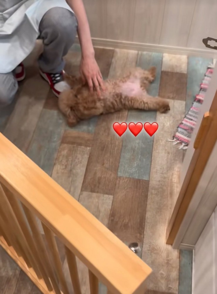 大の字になる犬