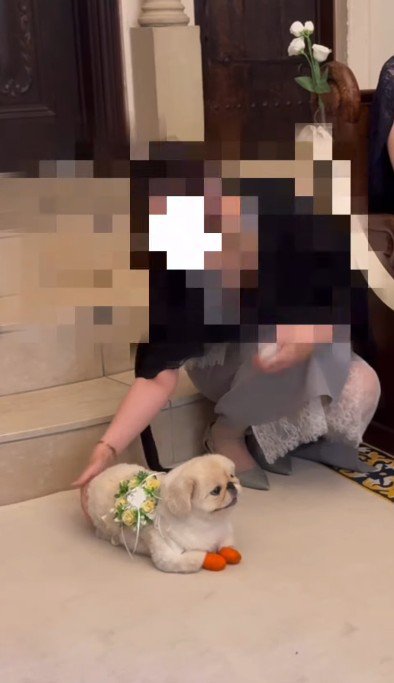 リングドッグに初挑戦♡