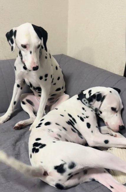 ソファで怒られる弟を呆れた表情で見つめる兄（ダルメシアン）