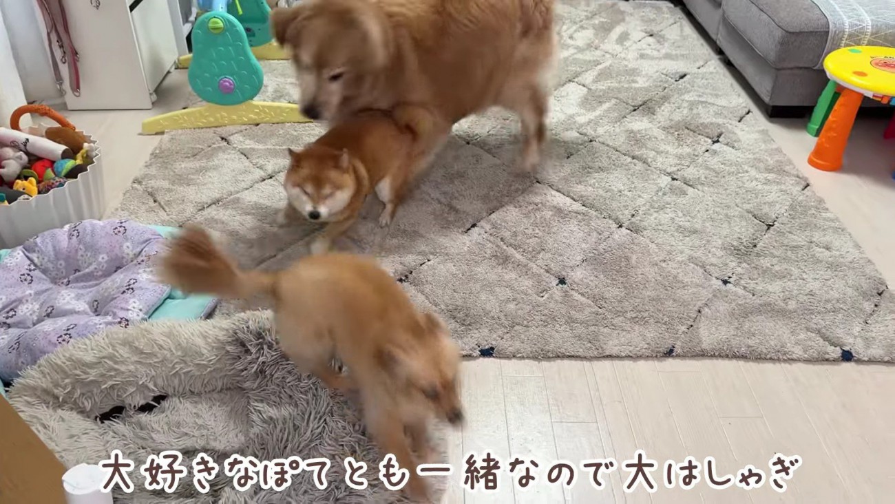 友達犬のぽてちゃん♪