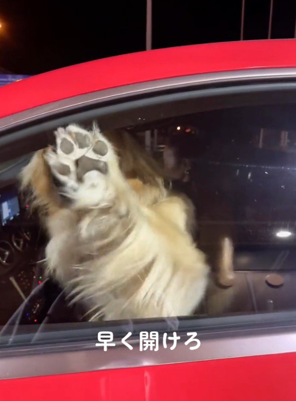車の窓に前足を当てる犬