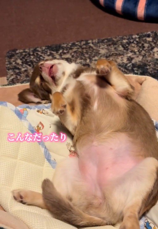 ニエルちゃんはとてもマイペース