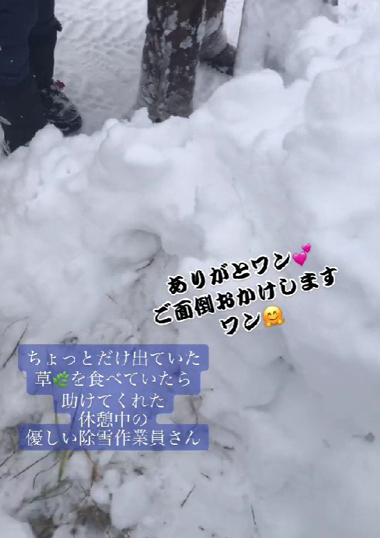 シャベルで本格的に捜索