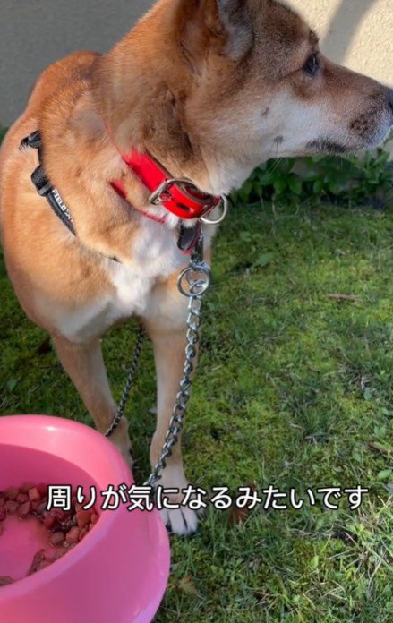 キョロキョロ警戒…