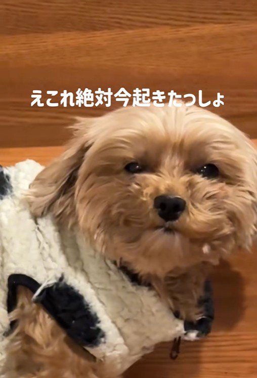 チャチャちゃんのお出迎え3