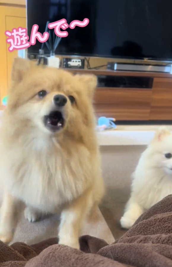 アピールするキャシーちゃん