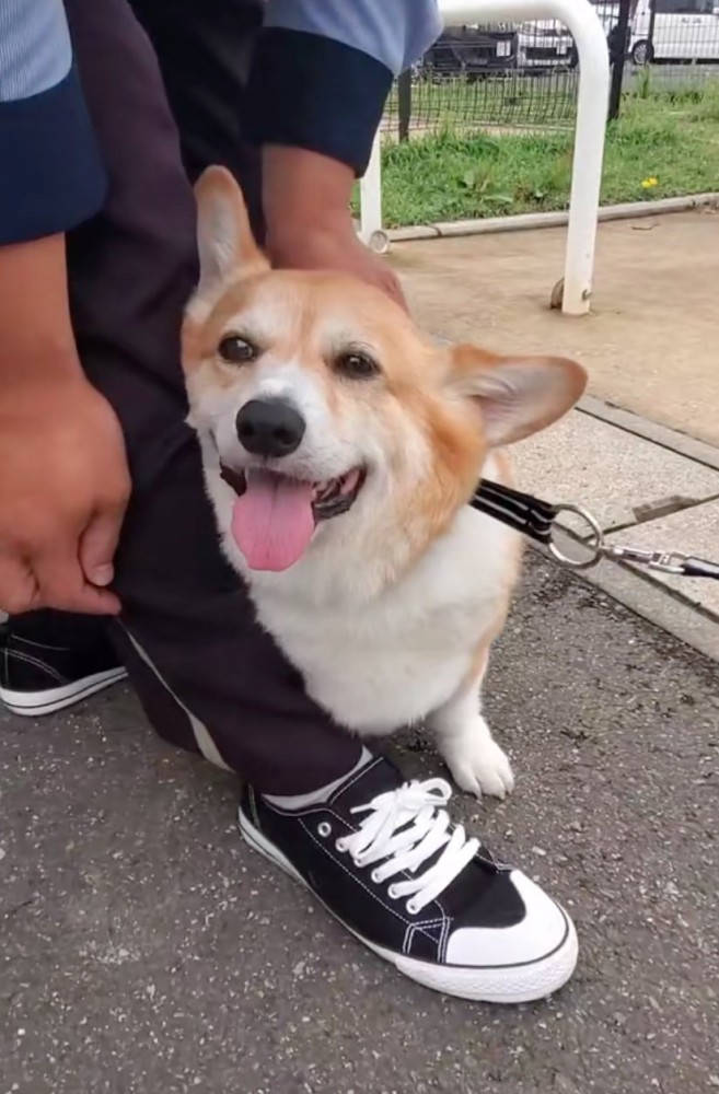 嬉しそうな犬