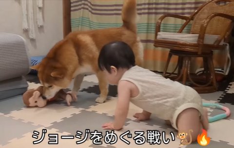 赤ちゃんとおもちゃを取り合う柴犬