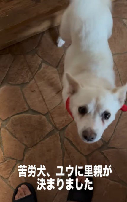 トライアル決定！